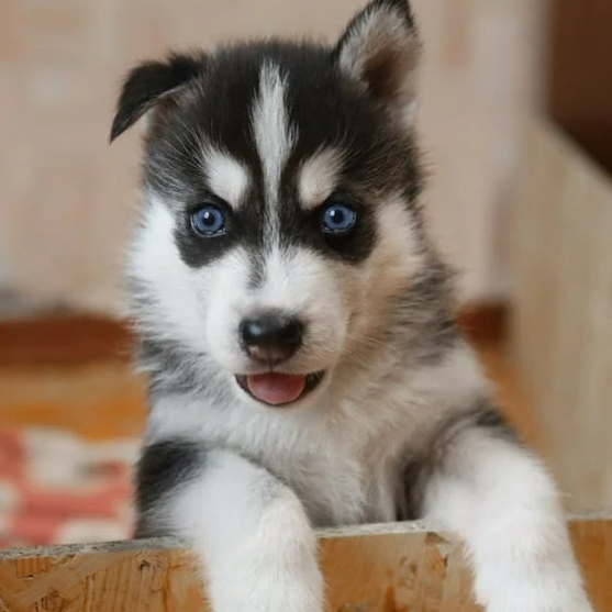 happy blue eyed cute Pomsky puppy blue eyed cute Pomsky puppy